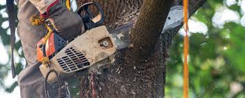 Best Lawn Pest Prevention  in Mahopac, NY