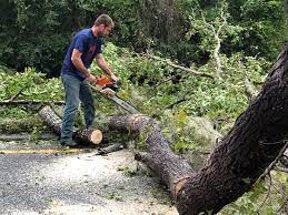 Best Hedge Trimming  in Mahopac, NY