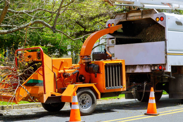 Best Tree Removal  in Mahopac, NY