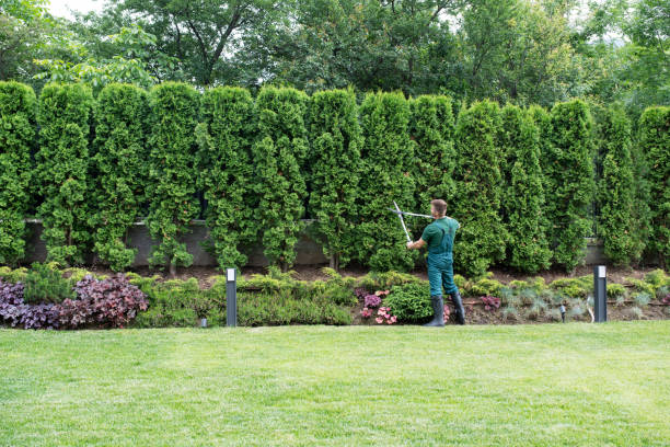Best Leaf Removal  in Mahopac, NY