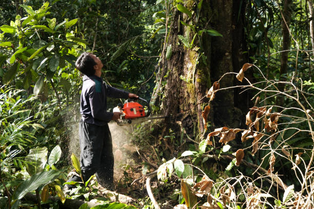 Best Tree and Shrub Care  in Mahopac, NY