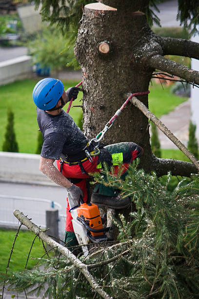 Professional Tree Removal in Mahopac, NY