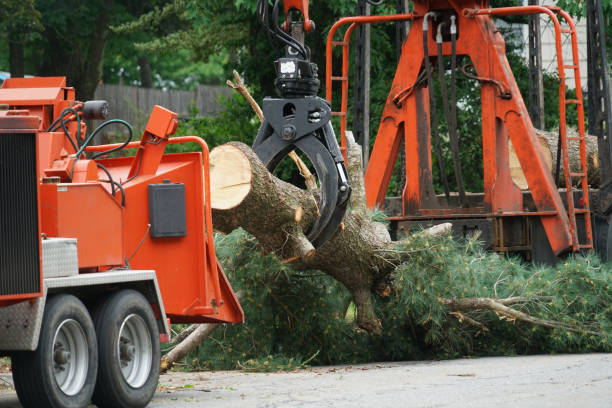 How Our Tree Care Process Works  in  Mahopac, NY