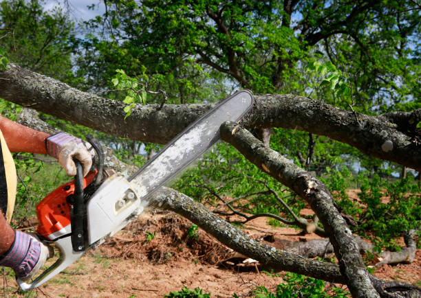 Best Tree Mulching  in Mahopac, NY
