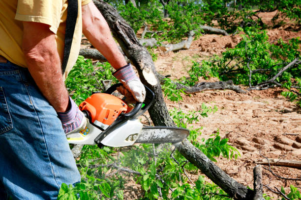 Best Firewood Processing and Delivery  in Mahopac, NY